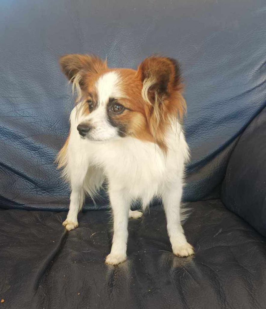 d'Erland - Chiot disponible  - Epagneul nain Continental (Papillon)