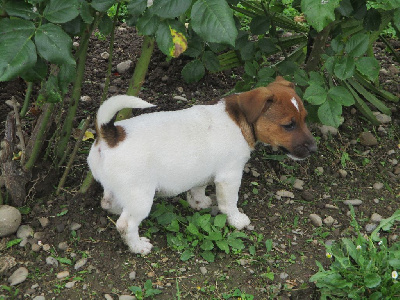 d'Erland - Jack Russell Terrier - Portée née le 25/03/2024