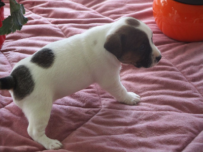 d'Erland - Jack Russell Terrier - Portée née le 25/03/2024