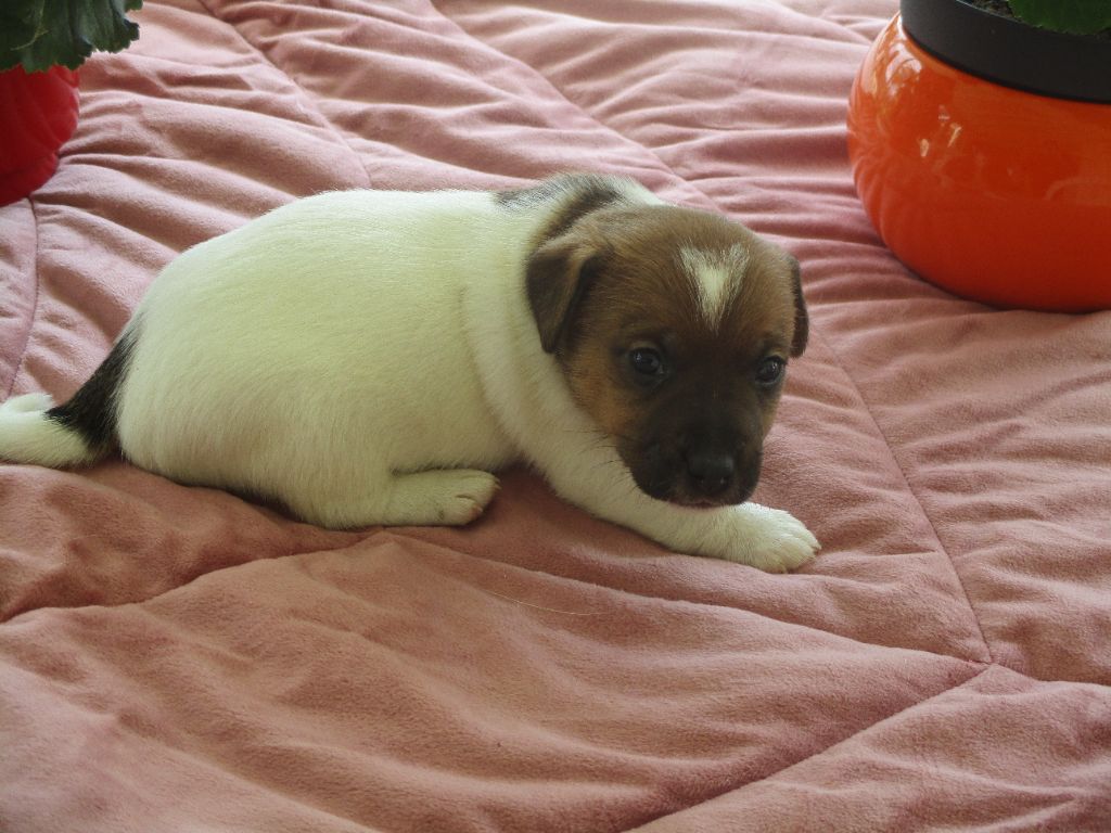d'Erland - Chiot disponible  - Jack Russell Terrier
