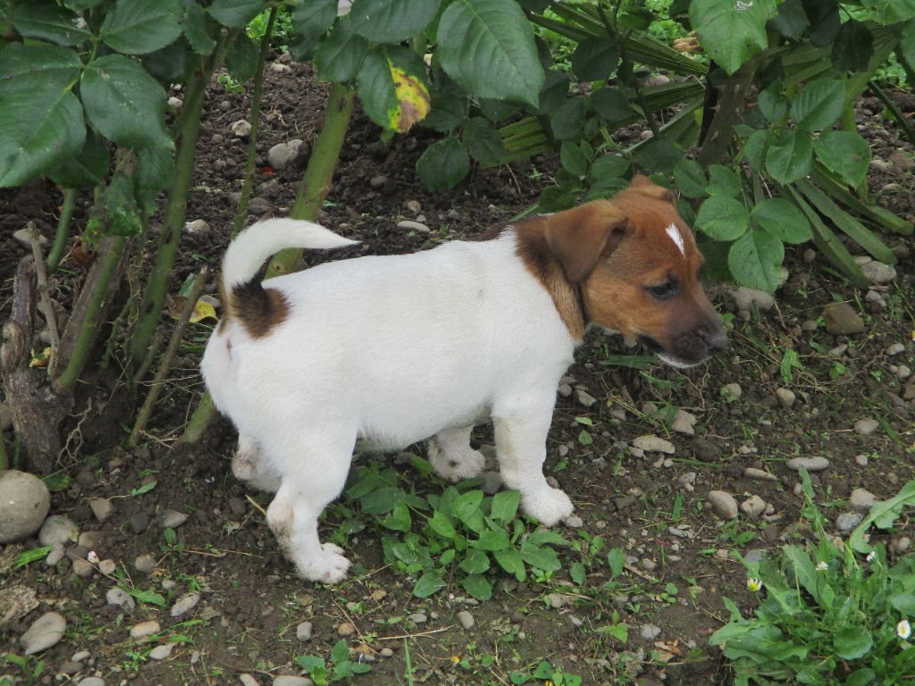 d'Erland - Chiot disponible  - Jack Russell Terrier