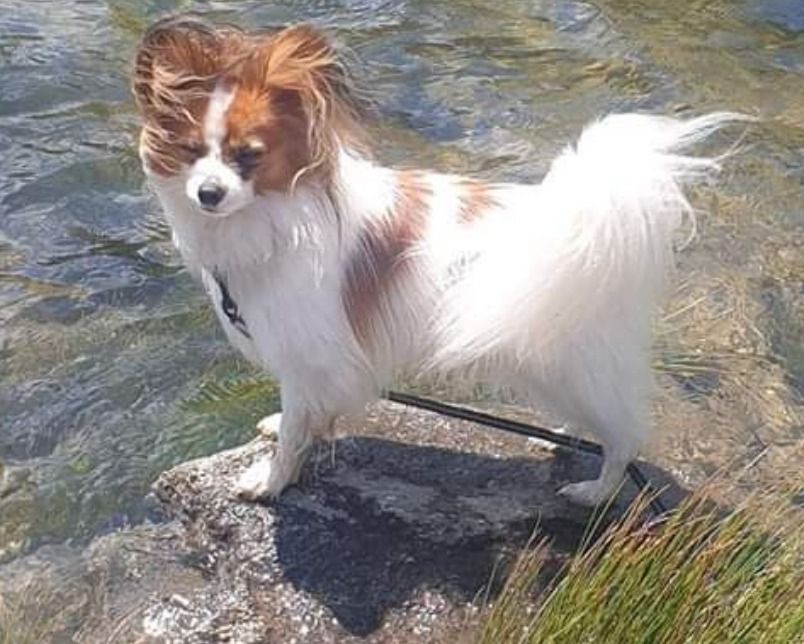 Roky boy d'Erland