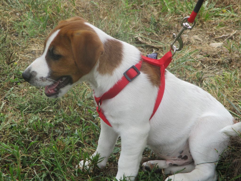 d'Erland - Chiots disponibles - Jack Russell Terrier