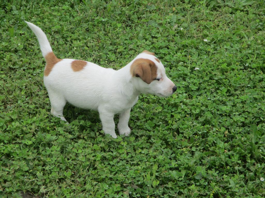 d'Erland - Chiots disponibles - Jack Russell Terrier