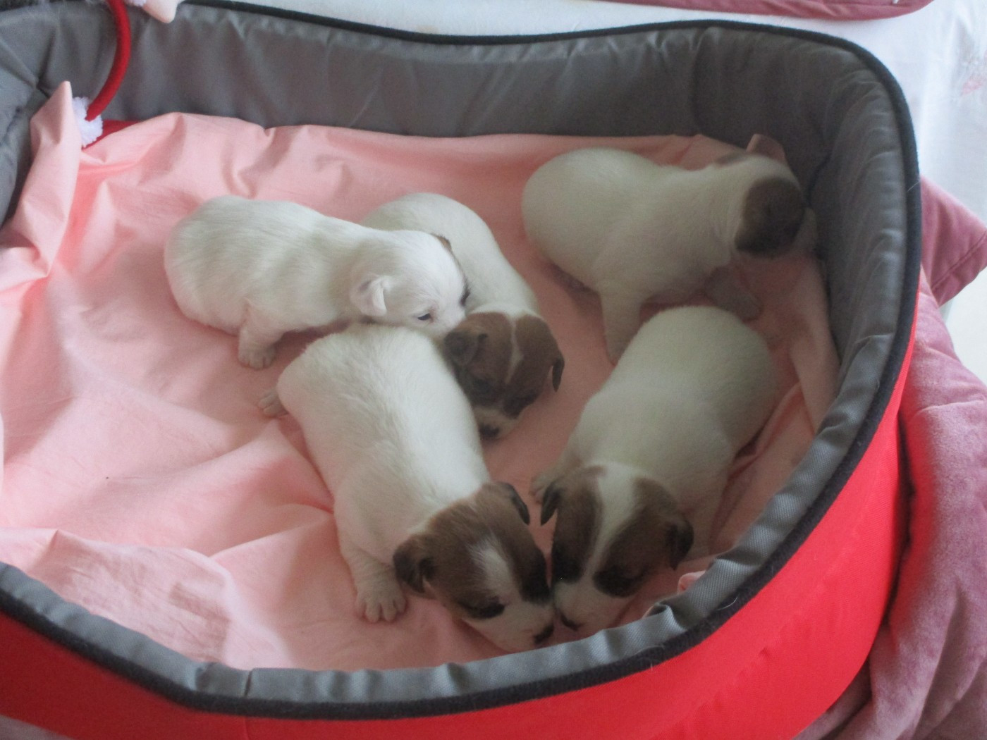 d'Erland - Jack Russell Terrier - Portée née le 15/12/2025