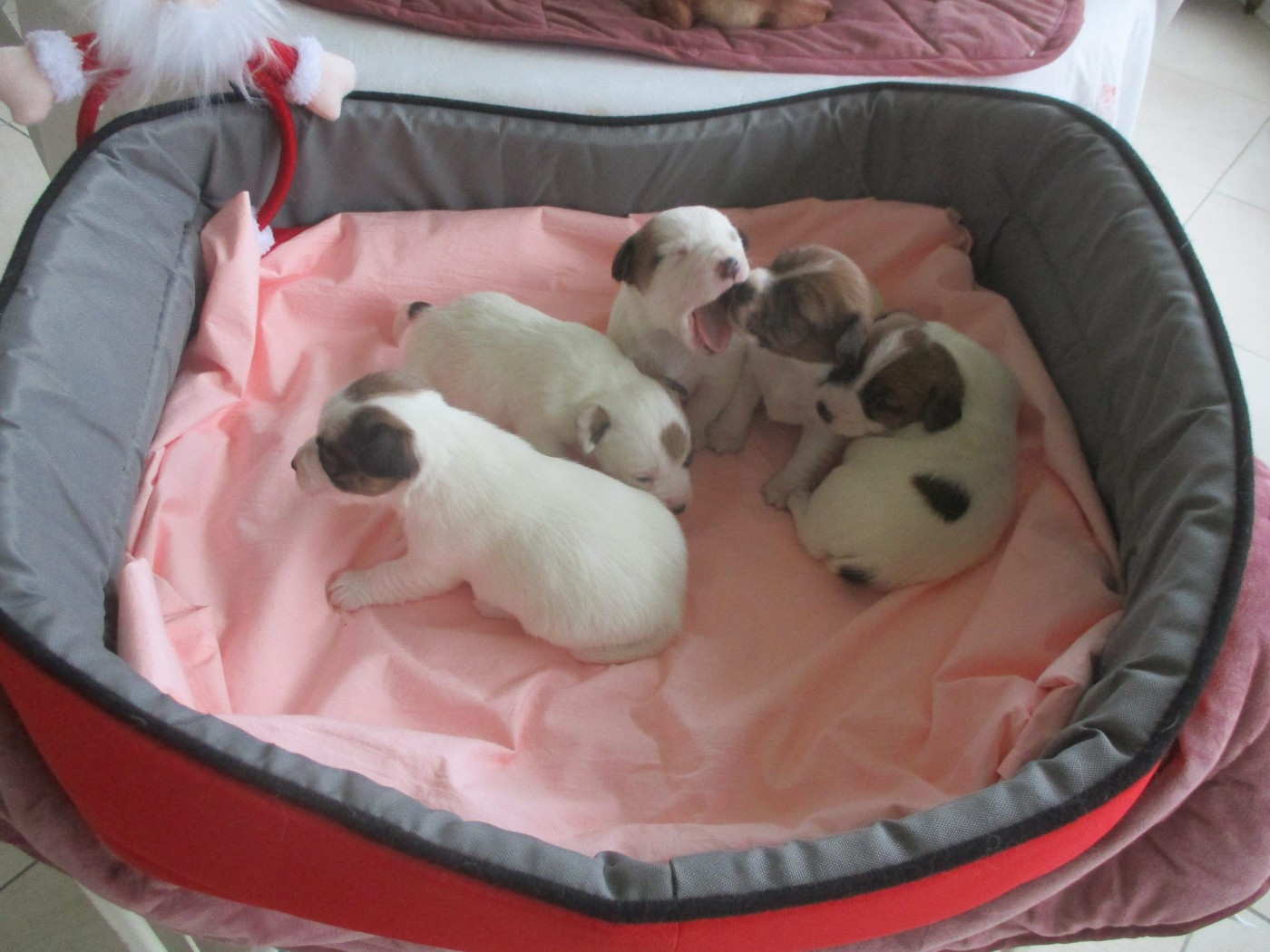 d'Erland - Jack Russell Terrier - Portée née le 15/12/2025