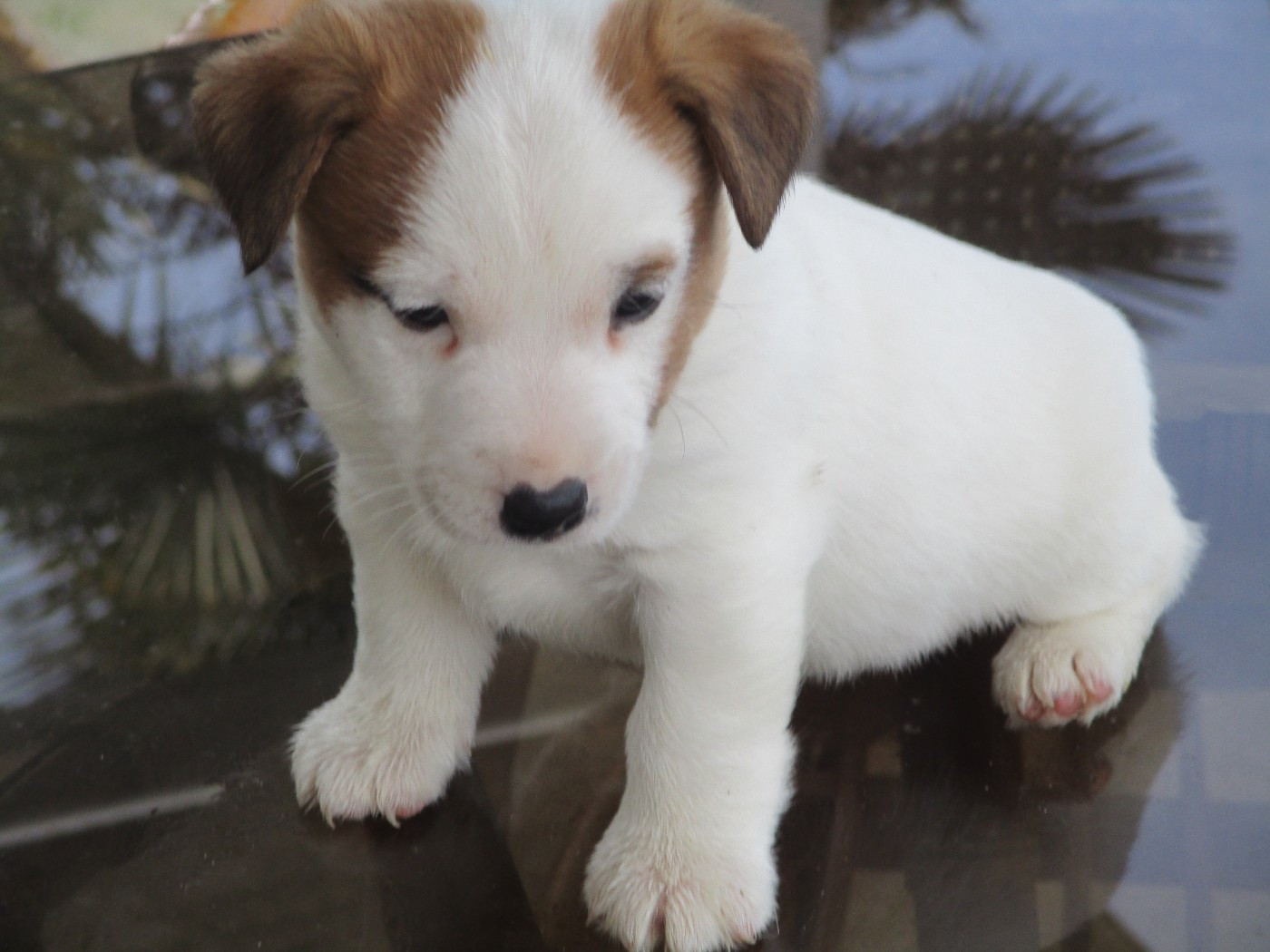 d'Erland - Chiots disponibles - Jack Russell Terrier