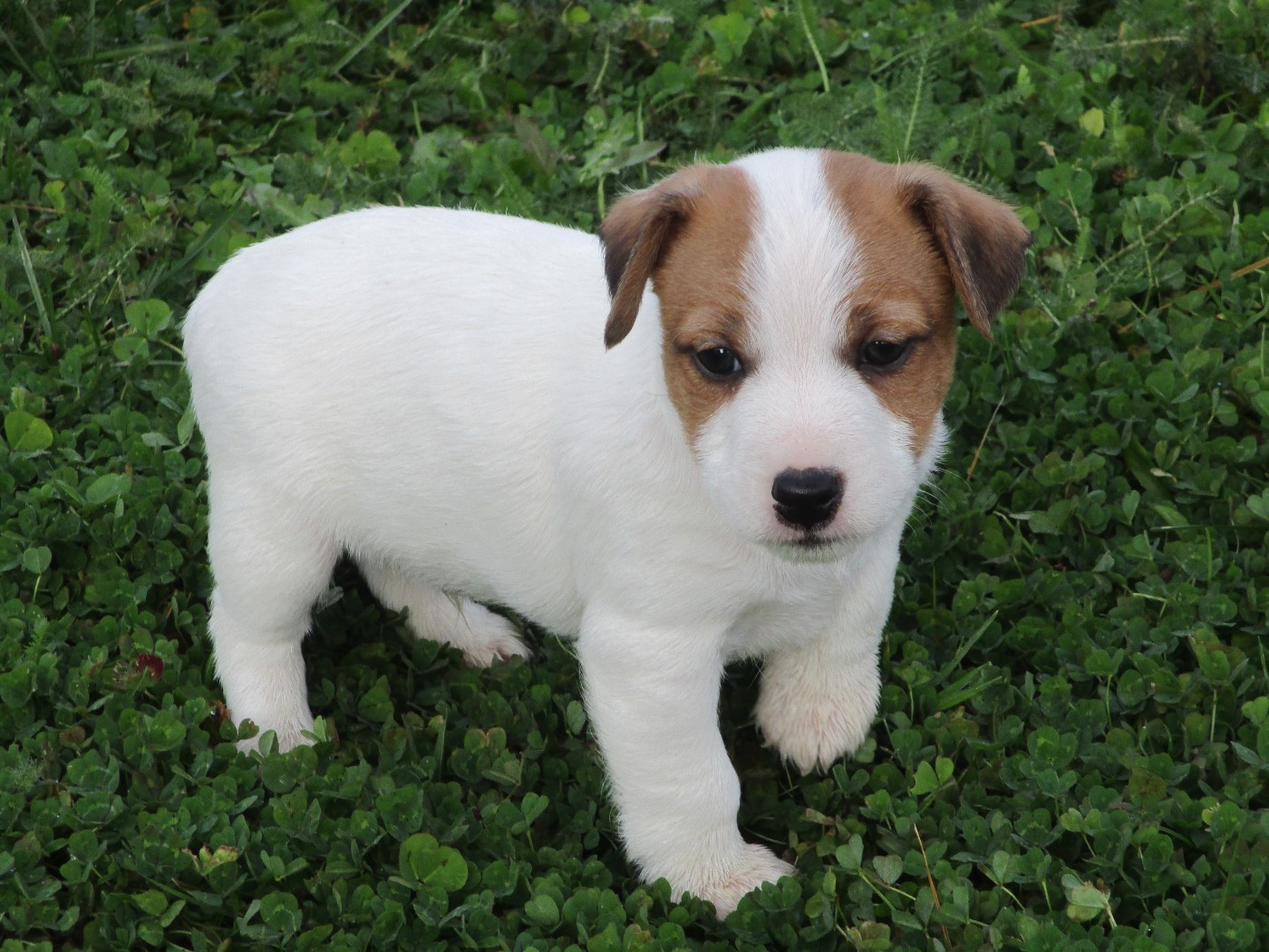 d'Erland - Chiots disponibles - Jack Russell Terrier