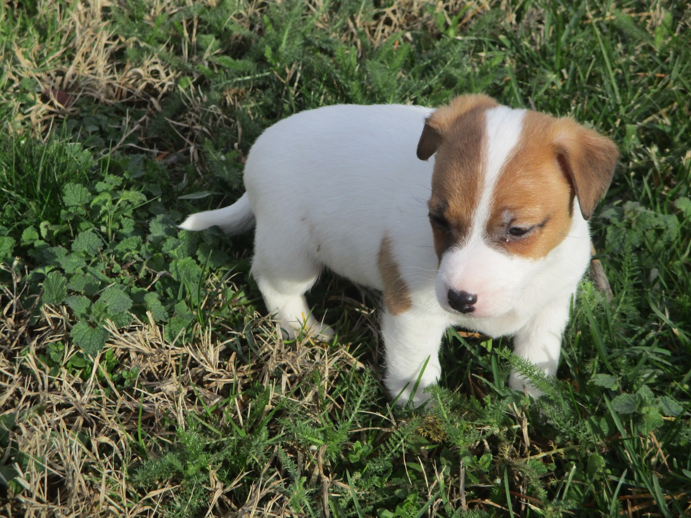 d'Erland - Chiots disponibles - Jack Russell Terrier