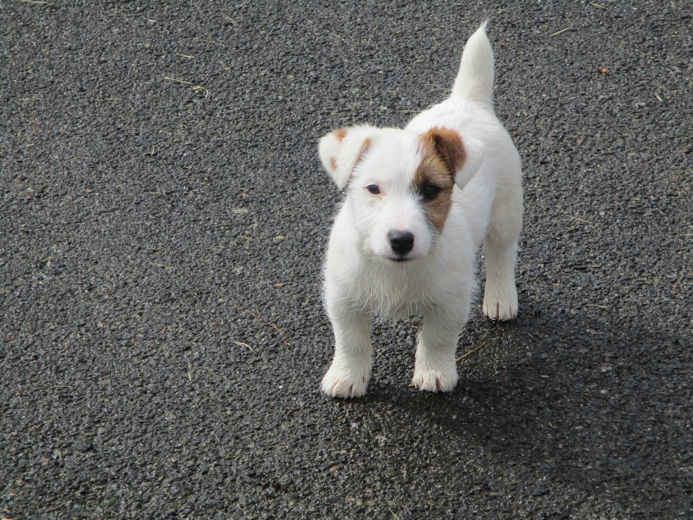 d'Erland - Chiots disponibles - Jack Russell Terrier