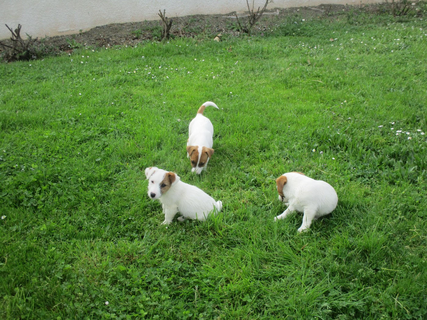 d'Erland - Jack Russell Terrier - Portée née le 15/12/2025