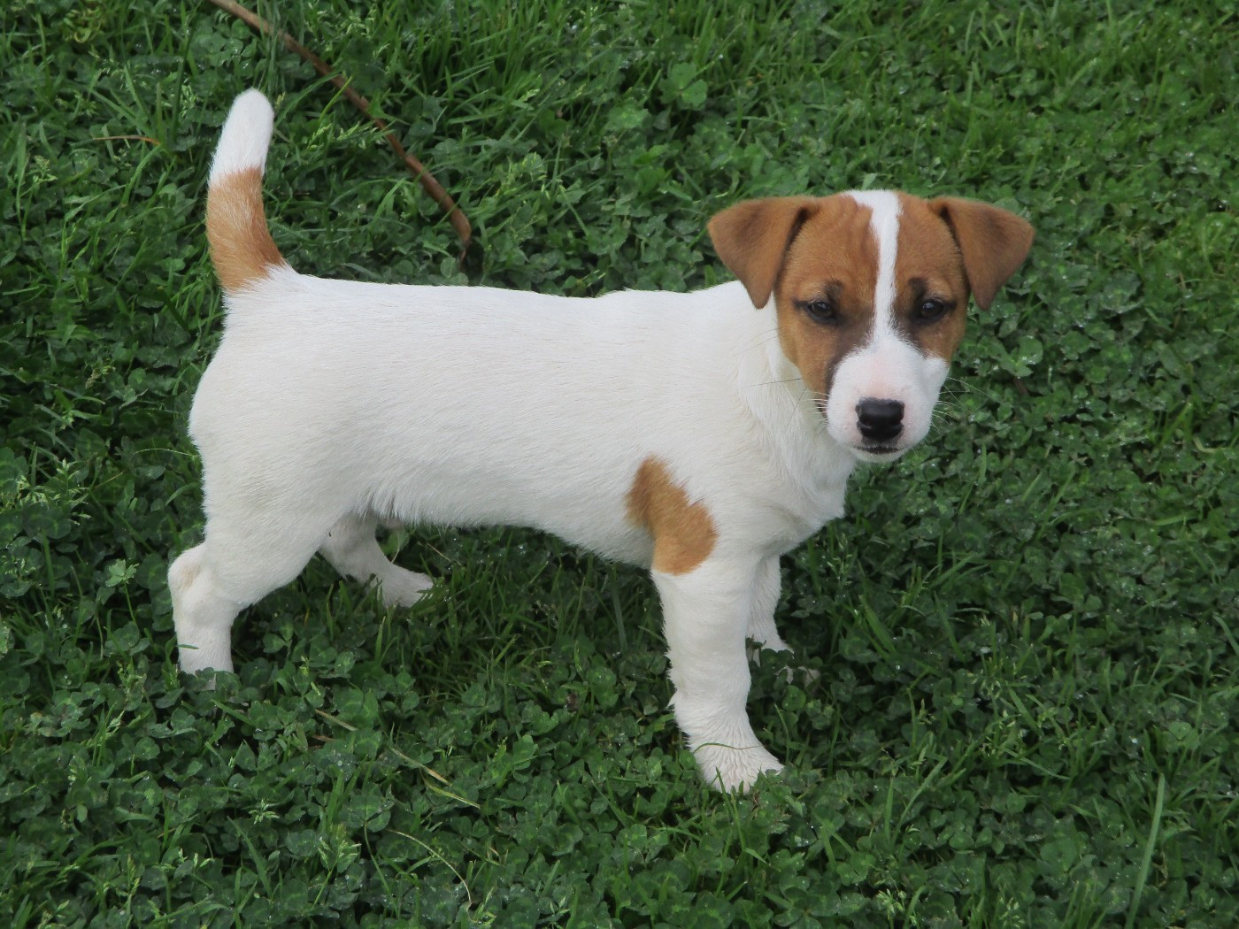 d'Erland - Chiots disponibles - Jack Russell Terrier
