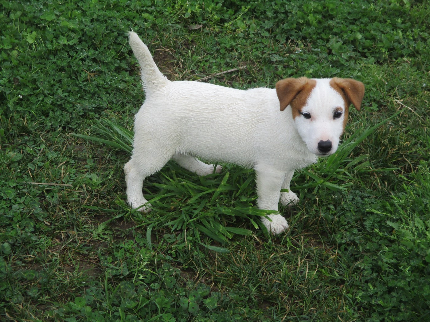d'Erland - Chiots disponibles - Jack Russell Terrier