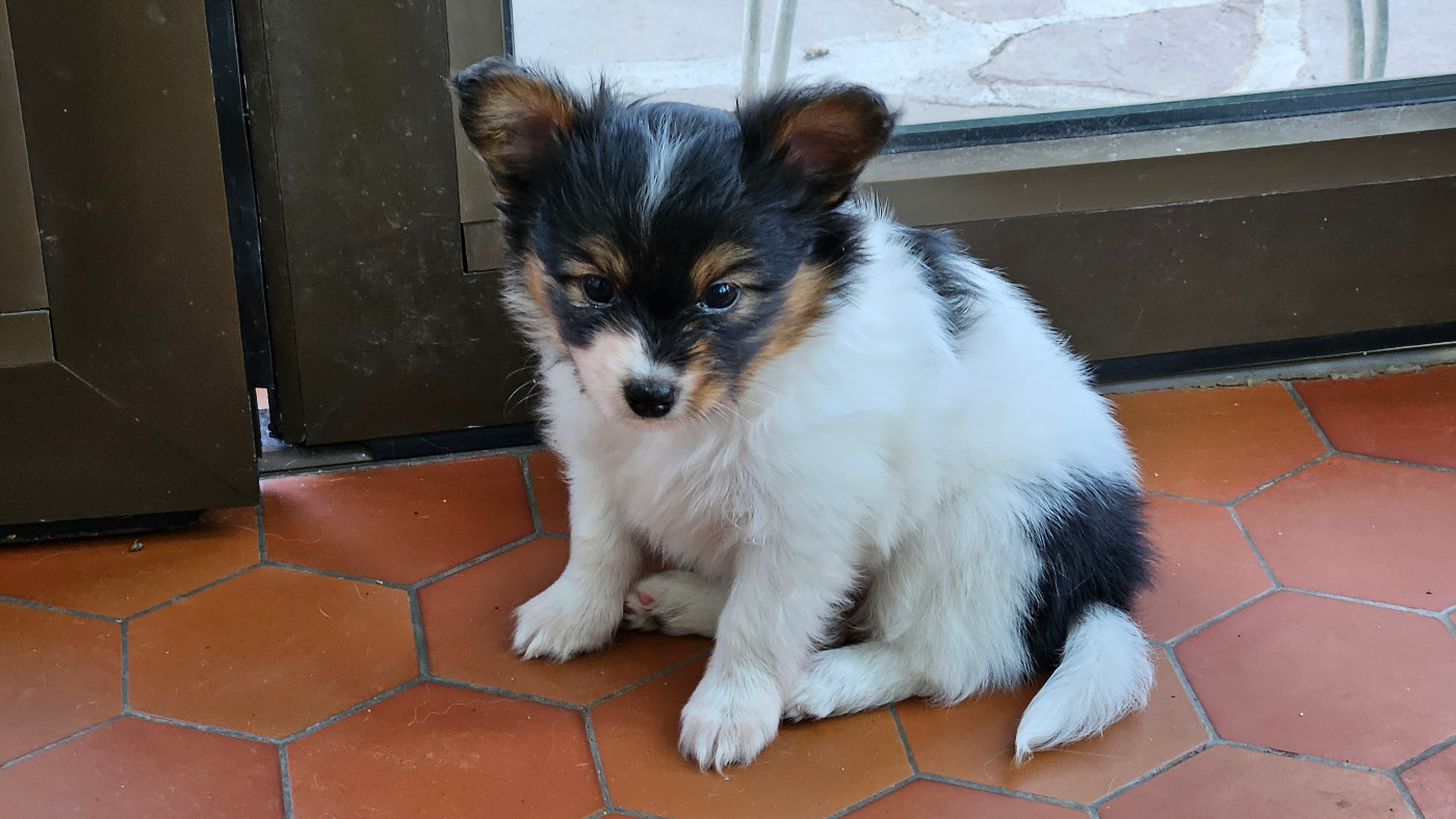 d'Erland - Chiots disponibles - Epagneul nain Continental (Papillon)
