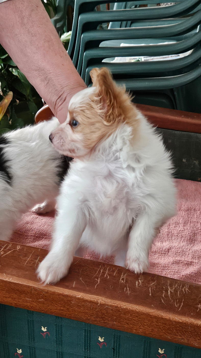 d'Erland - Chiots disponibles - Epagneul nain Continental (Papillon)