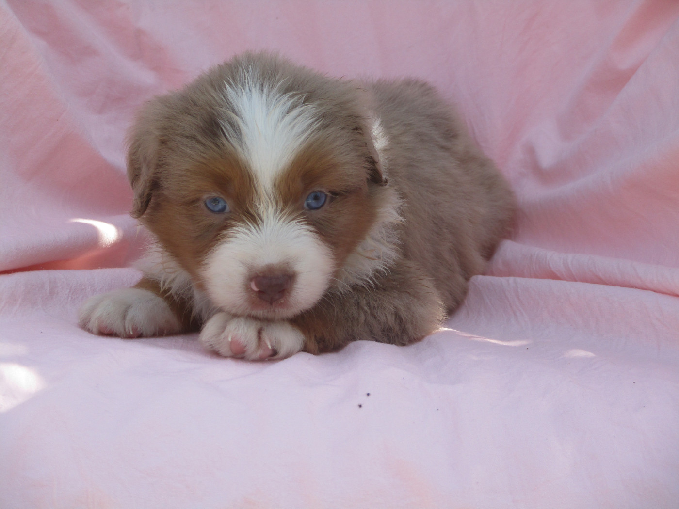 d'Erland - Chiots disponibles - Berger Américain Miniature 