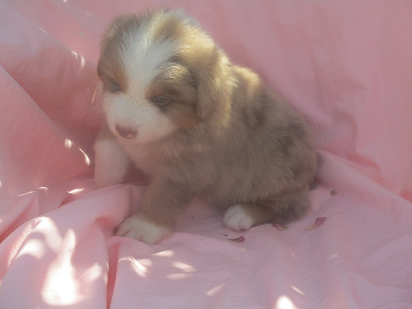 d'Erland - Chiots disponibles - Berger Américain Miniature 