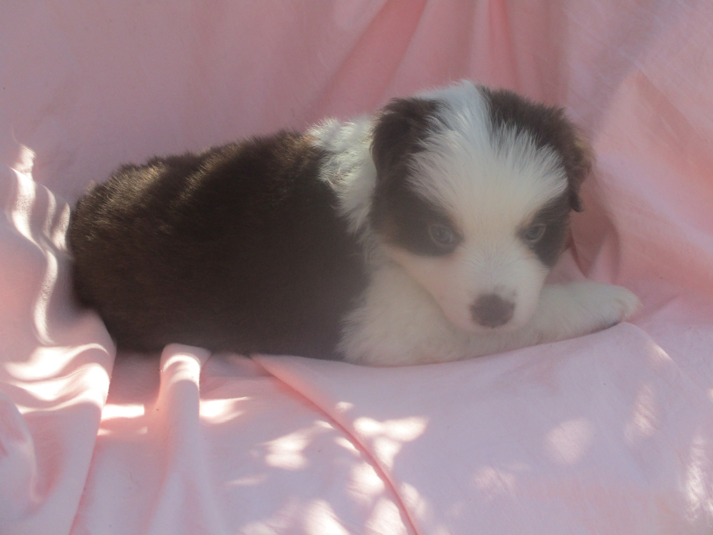 d'Erland - Chiots disponibles - Berger Américain Miniature 