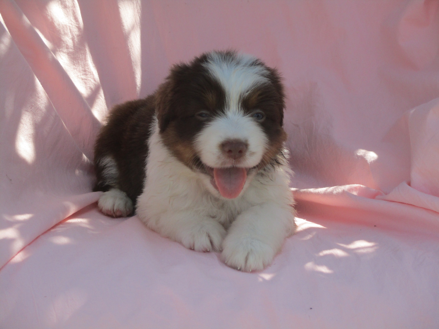 d'Erland - Chiots disponibles - Berger Américain Miniature 