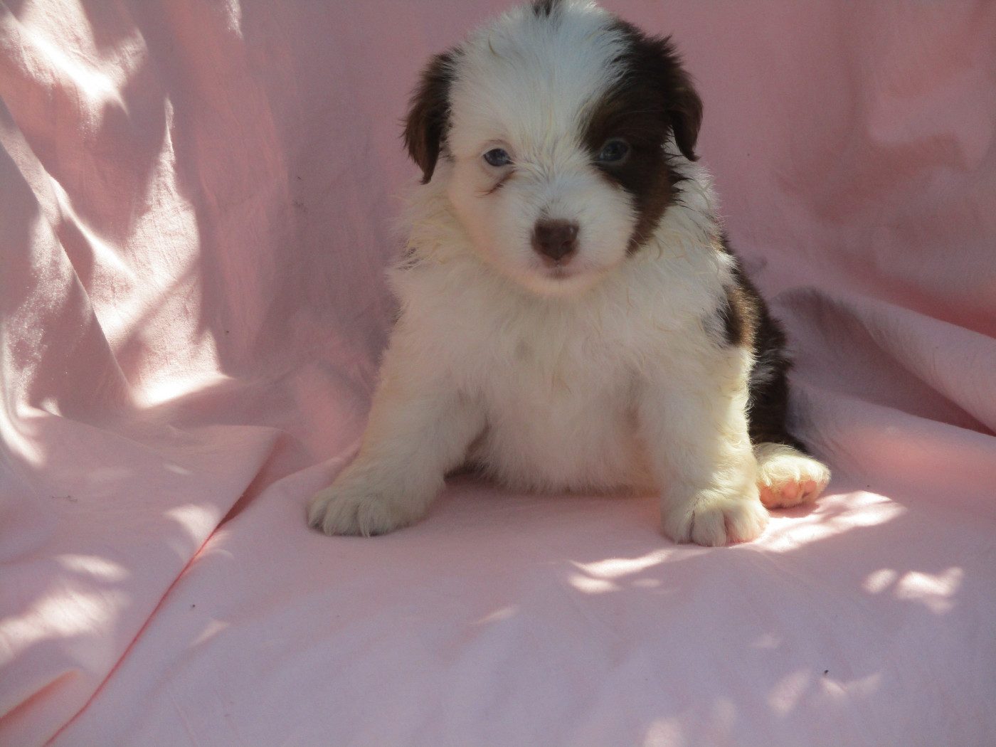 d'Erland - Chiots disponibles - Berger Américain Miniature 