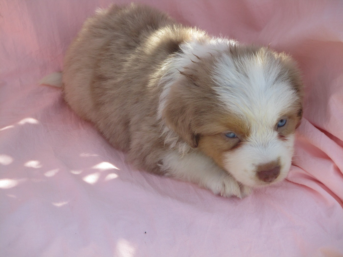 d'Erland - Chiots disponibles - Berger Américain Miniature 