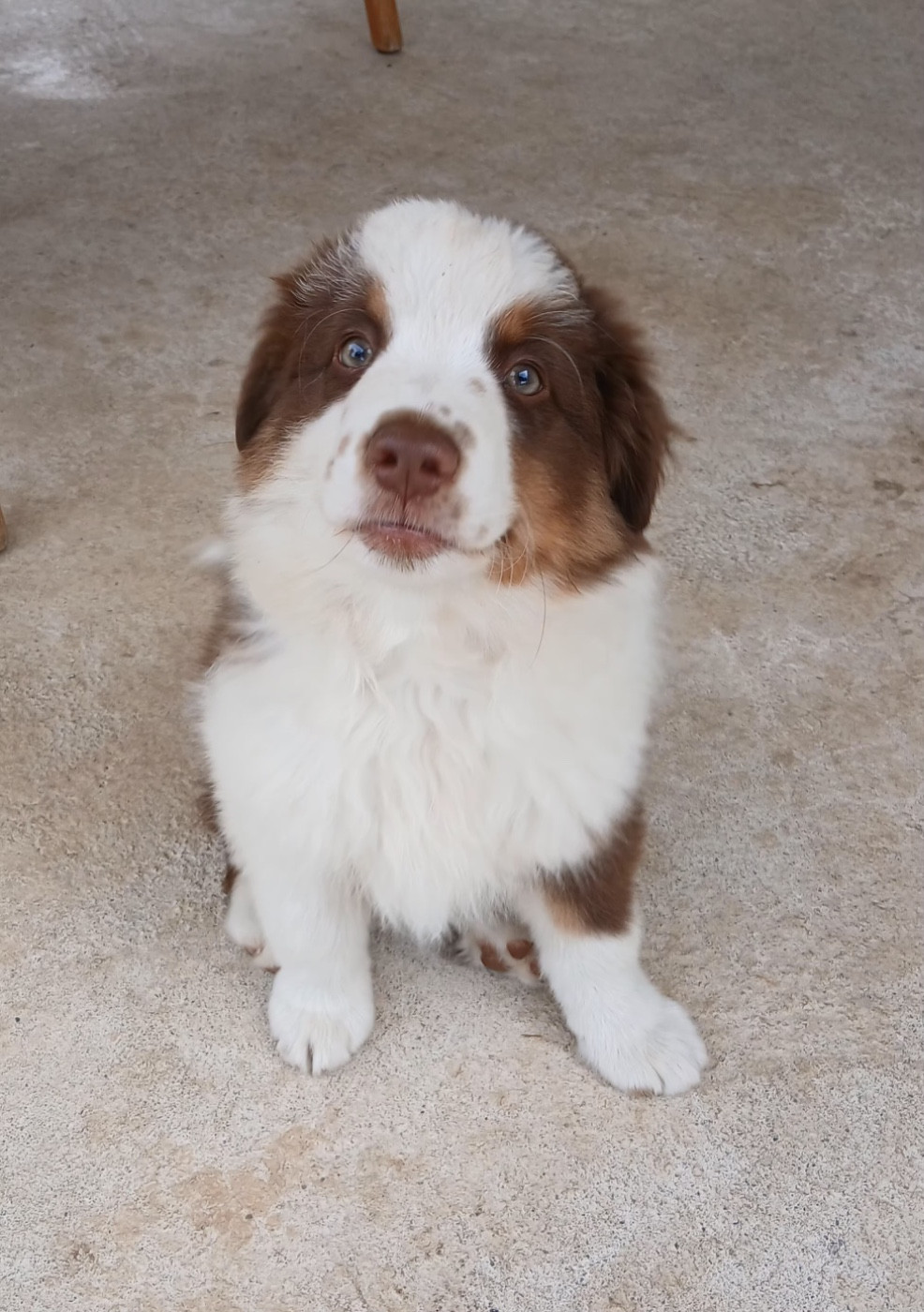 d'Erland - Chiots disponibles - Berger Américain Miniature 
