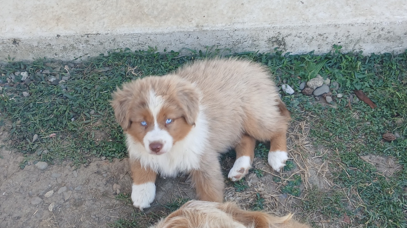d'Erland - Chiots disponibles - Berger Américain Miniature 