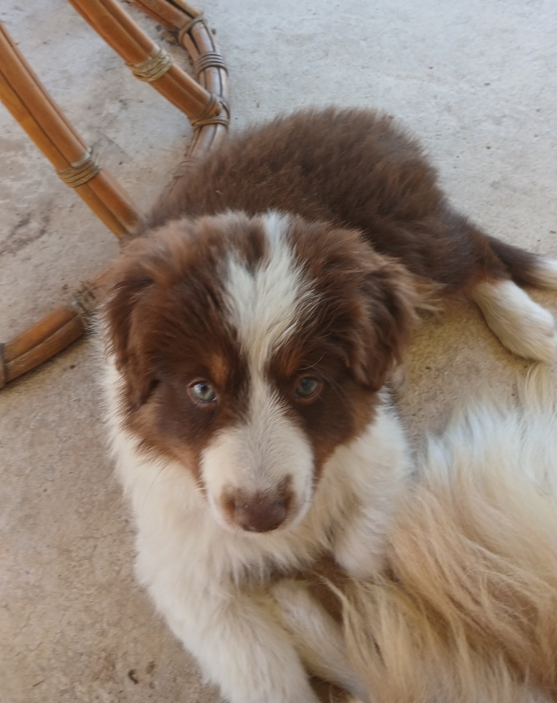 d'Erland - Chiots disponibles - Berger Américain Miniature 