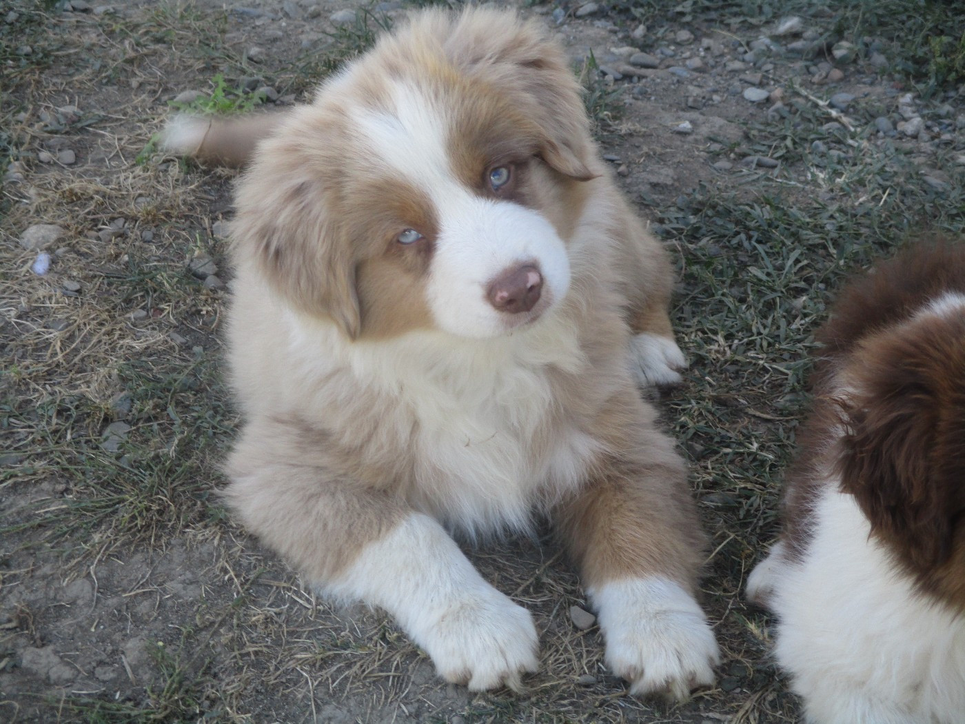 d'Erland - Chiots disponibles - Berger Américain Miniature 