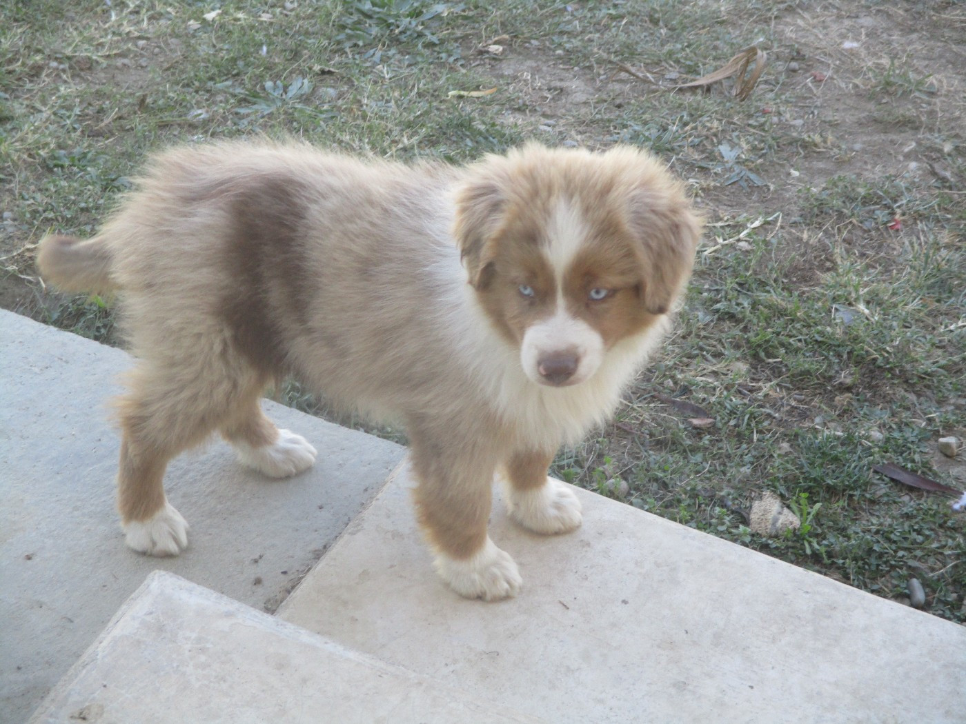 d'Erland - Chiots disponibles - Berger Américain Miniature 