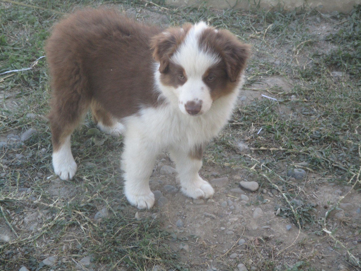 d'Erland - Chiots disponibles - Berger Américain Miniature 
