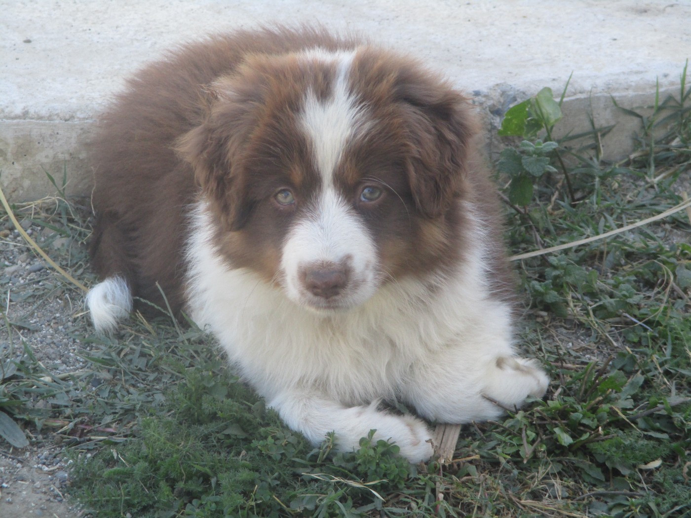 d'Erland - Chiots disponibles - Berger Américain Miniature 