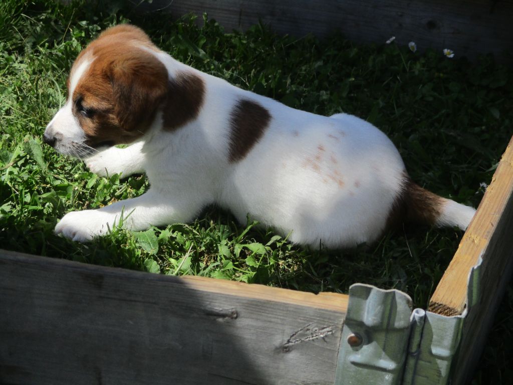 d'Erland - Chiots disponibles - Jack Russell Terrier