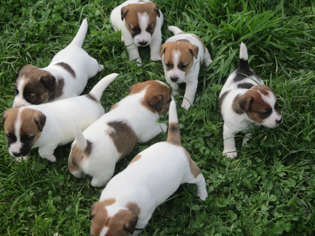 Chiot Jack Russell Terrier d'Erland