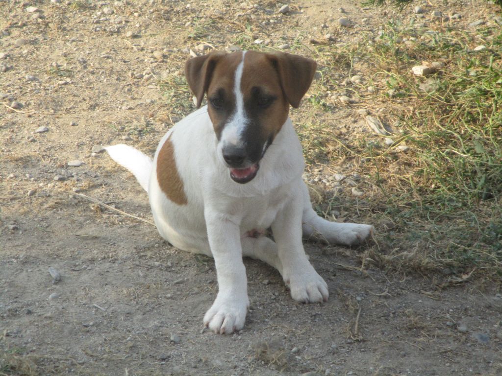 d'Erland - Chiots disponibles - Jack Russell Terrier
