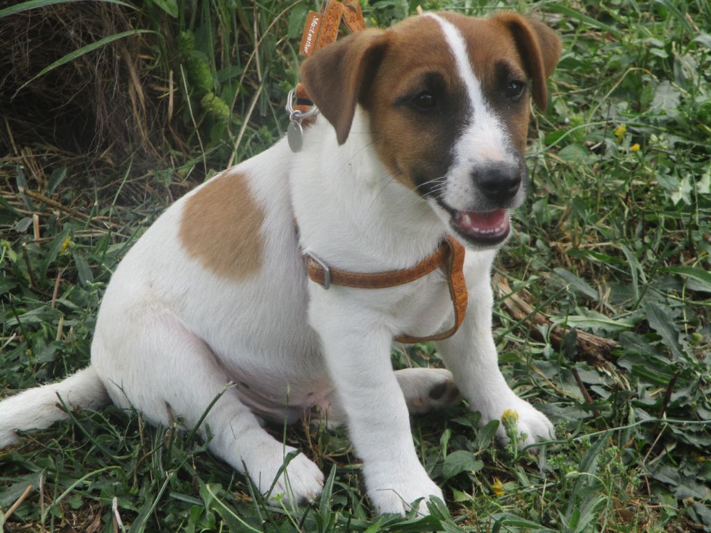d'Erland - Chiots disponibles - Jack Russell Terrier