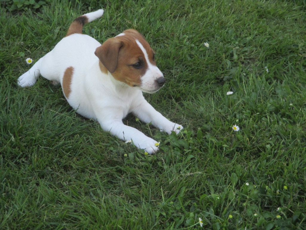 d'Erland - Chiots disponibles - Jack Russell Terrier