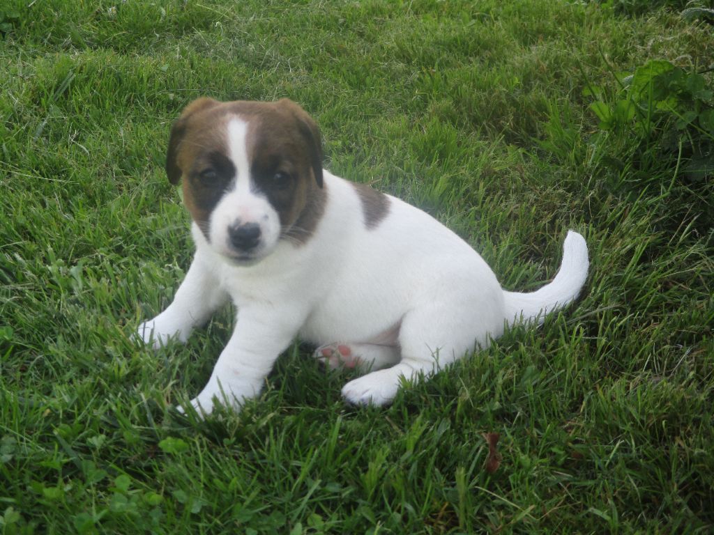 d'Erland - Chiots disponibles - Jack Russell Terrier