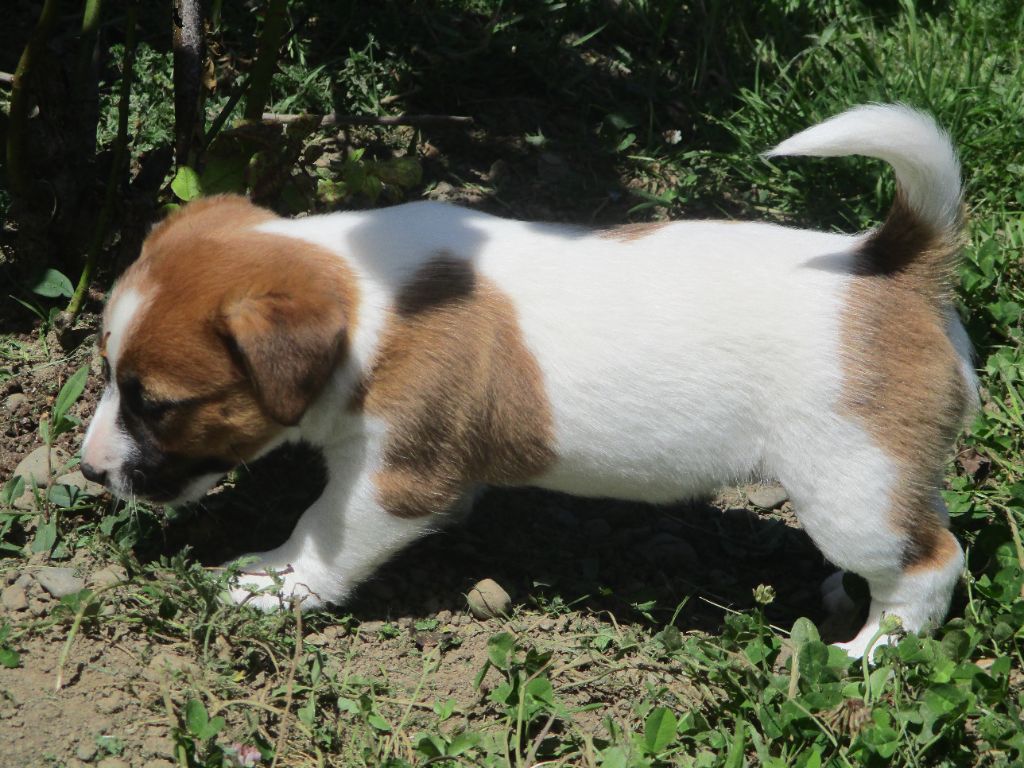 d'Erland - Chiots disponibles - Jack Russell Terrier