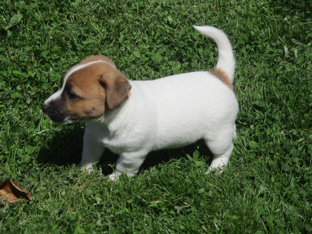 d'Erland - Chiots disponibles - Jack Russell Terrier